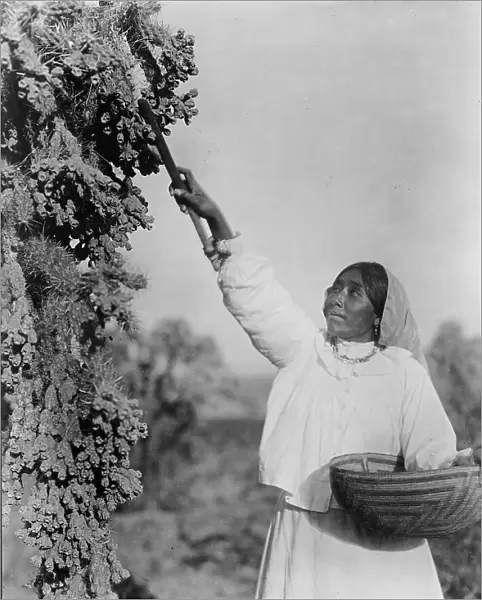 Gathering hanamh - Papago woman picking cactus fruit with wooden stick, Arizona, c1907. Creator: Edward Sheriff Curtis