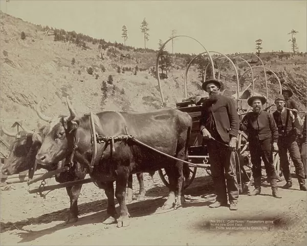Gold Fever Prospectors going to the new Gold Field, 1889. Creator: John C. H. Grabill