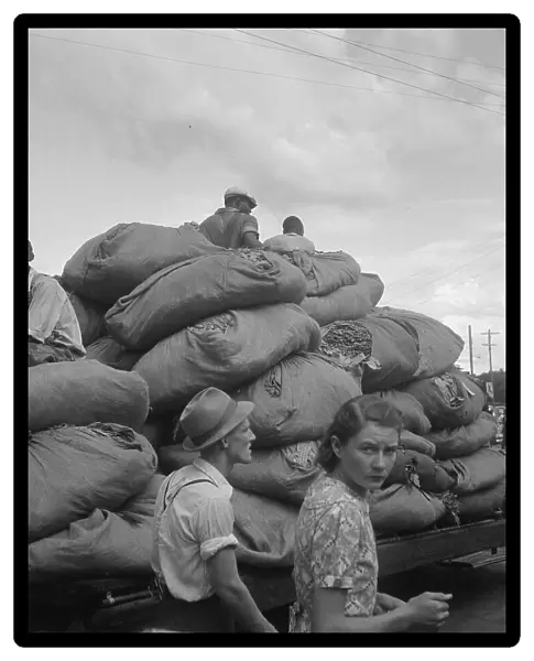 The 'golden leaf, ' already graded by the farmers, sorted and wrapped... Douglas, Georgia, 1938. Creator: Dorothea Lange. The 'golden leaf, ' already graded by the farmers, sorted and wrapped... Douglas, Georgia, 1938