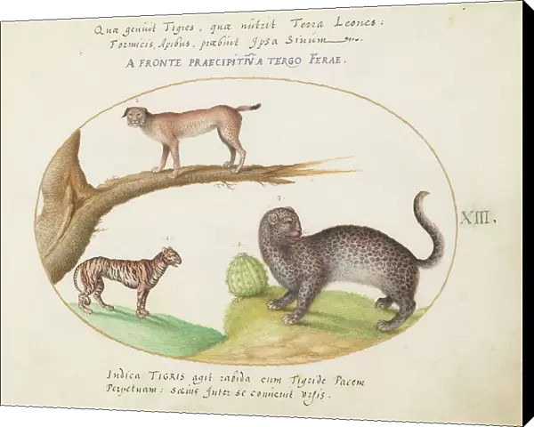 Animalia Qvadrvpedia et Reptilia (Terra): Plate XIII, c. 1575 / 1580. Creator: Joris Hoefnagel