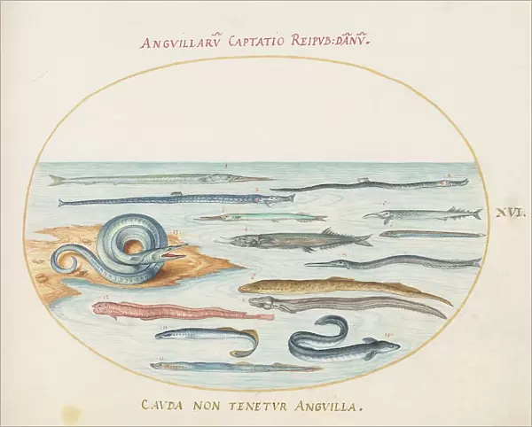 Animalia Aqvatilia et Cochiliata (Aqva): Plate XVI, c. 1575 / 1580. Creator: Joris Hoefnagel