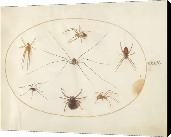 Plate 40: Eight Spiders, c. 1575 / 1580. Creator: Joris Hoefnagel