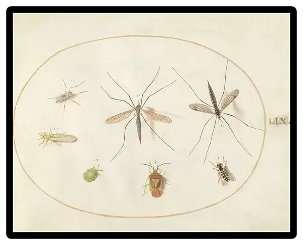 Plate 59: Seven Assorted Insects, c. 1575 / 1580. Creator: Joris Hoefnagel