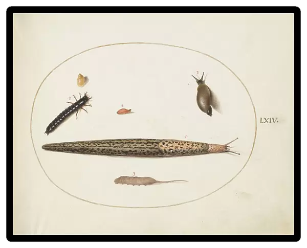 Animalia Qvadrvpedia et Reptilia (Terra): Plate LXIV, c. 1575 / 1580. Creator: Joris Hoefnagel