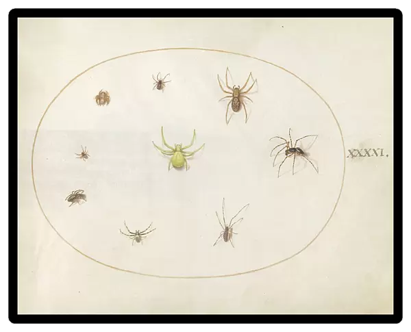 Plate 41: Yellow Spider Surrounded by Eight Spiders, c. 1575 / 1580. Creator: Joris Hoefnagel