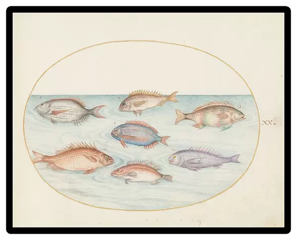 Animalia Aqvatilia et Cochiliata (Aqva): Plate XX, c. 1575 / 1580. Creator: Joris Hoefnagel