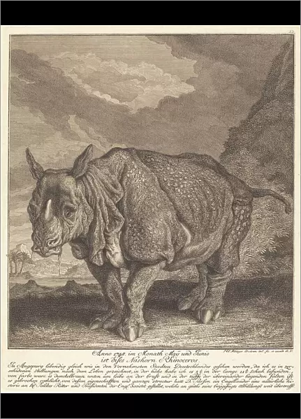 Nashorn Rhinoceros, 1748. Creator: Johann Elias Ridinger