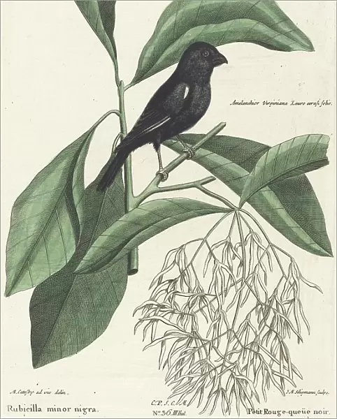 The Little Black Bullfinch (Rubicilla minor nigra), probably 1743 / 1762. Creator: Johann Michael Seligmann