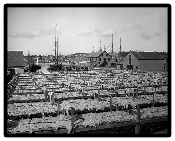 Drying fish, Gloucester, Mass. c1906. Creator: Unknown
