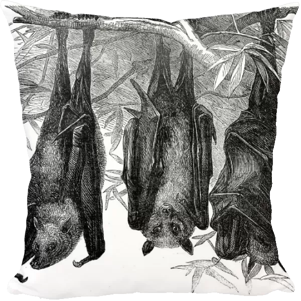 Flying Foxes in the Gardens of the Zoological Society, Regent's-Park, 1856. Creator: Pearson