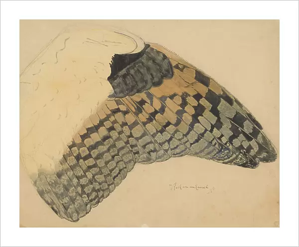 Wing of a long-eared owl, 1898. Creator: Balthasar Meisner