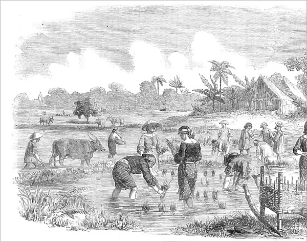 Planting Rice in Manilla, 1857. Creator: Unknown