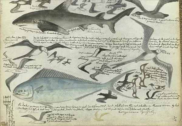 Sea birds and sea fish, 1778-1779. Creator: Jan Brandes