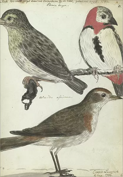 Cape birds, 1786. Creator: Jan Brandes
