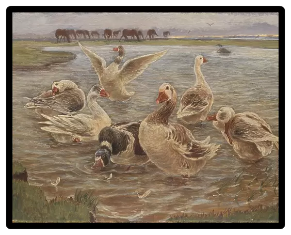 Geese on the Island of Saltholm, 1897. Creator: Theodor Esbern Philipsen