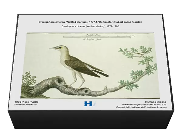 Creatophora cinerea (Wattled starling), 1777-1786. Creator: Robert Jacob Gordon