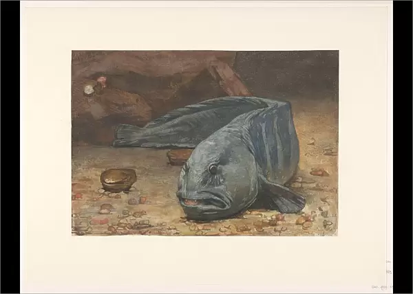 Wolffish at the bottom of an aquarium, 1883. Creator: Willem Witsen