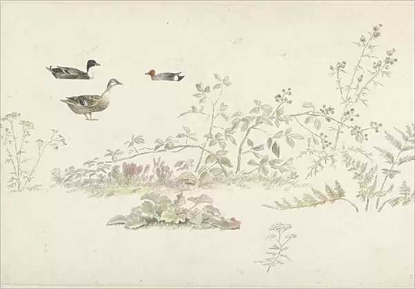 Study sheet with plants and water birds, 1806. Creator: Josephus Augustus Knip