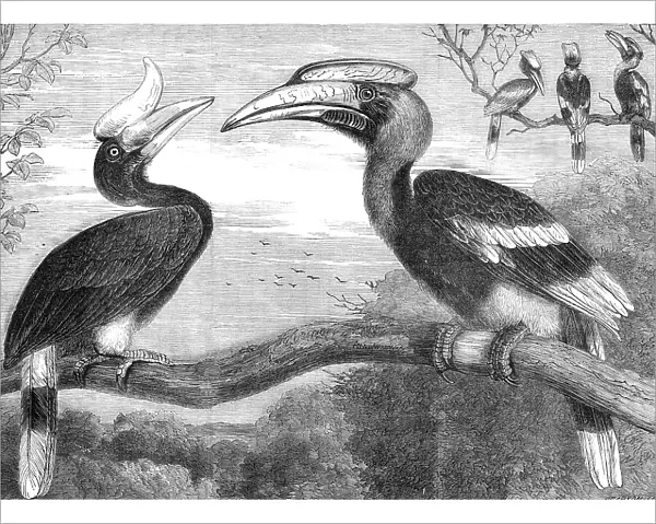 The Hornbills, in the Gardens of the Zoological Society, Regent's Park, 1864. Creator: Pearson