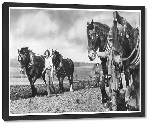 Horse-drawn ploughing at Crouch Farm, Swanley in Kent, 1938 R