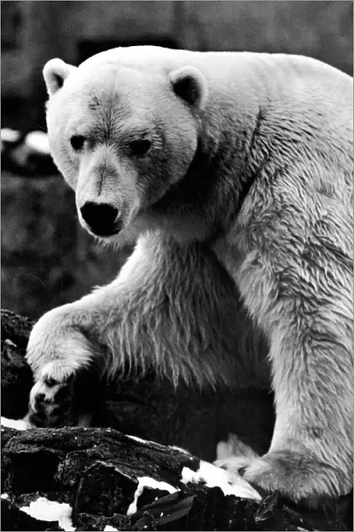 Sam the Polar Bear
