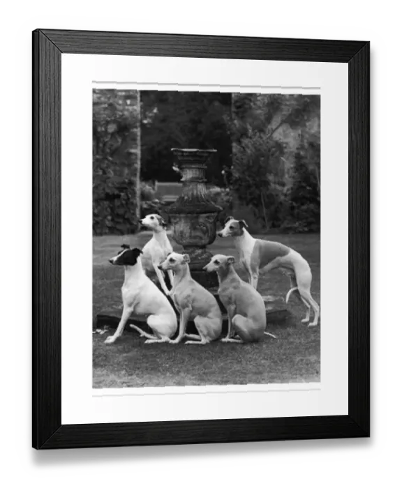 Framed Print : Whippet Group Print Featuring Seagift Whippets Around a Fountain Framed Print : Whippet Group Print Featuring Seagift Whippets Around a Fountain