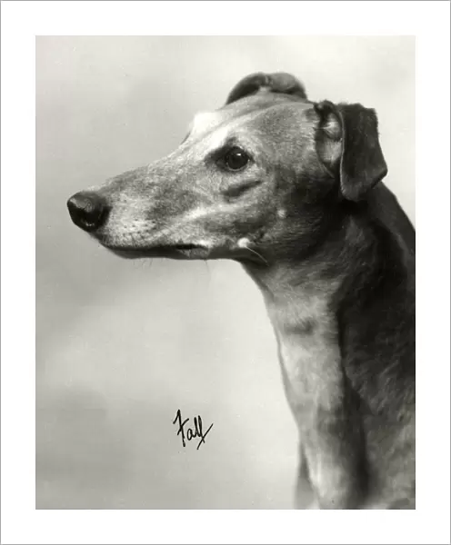Fall  /  Greyhound  /  1934