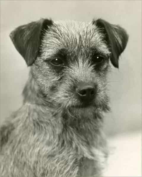 Fall  /  Border Terrier  /  1932