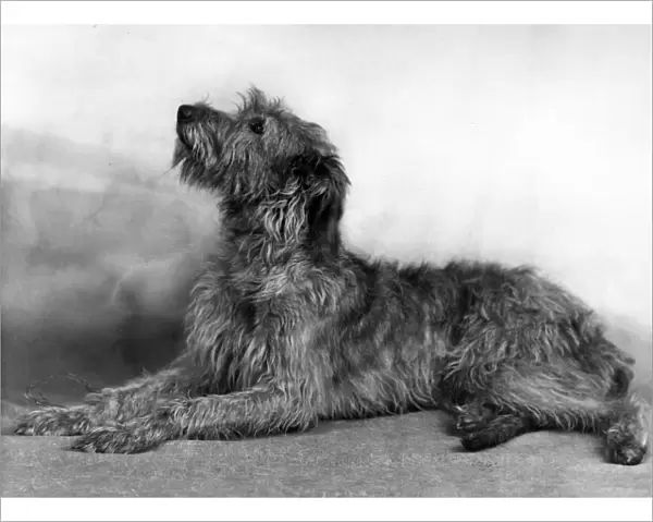 Fall  /  Wolfhound  /  1948