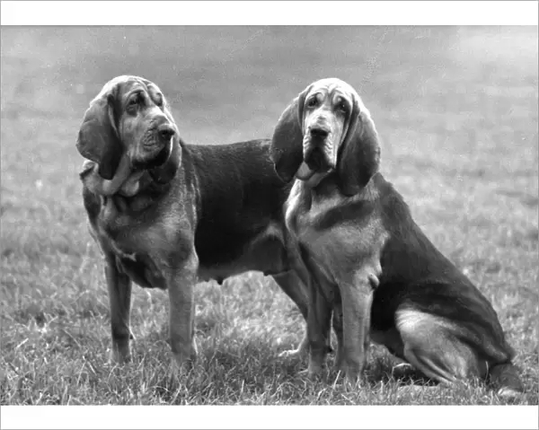 Fall  /  Bloodhound  /  1961
