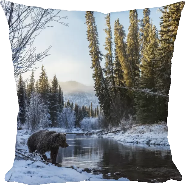 Grizzly Bear (Ursus Arctos Horribilis) Looking For Fish At Sunrise In Ni iinlii Njik (Fishing Branch) Territorial Park; Yukon, Canada