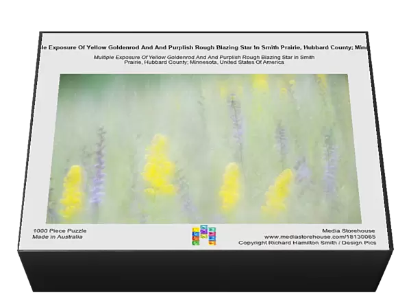 Multiple Exposure Of Yellow Goldenrod And And Purplish Rough Blazing Star In Smith Prairie, Hubbard County; Minnesota, United States Of America