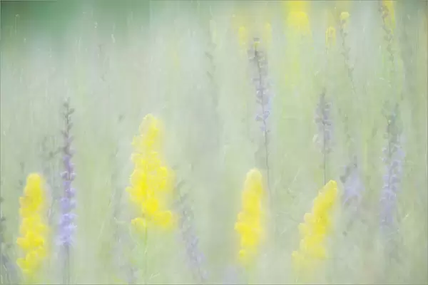 Multiple Exposure Of Yellow Goldenrod And And Purplish Rough Blazing Star In Smith Prairie, Hubbard County; Minnesota, United States Of America