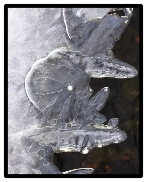 Ice Abstract 1, Massachusetts, Seekonk, Caratunk Wildlife Refuge, Close-Up Of Pattern In Ice