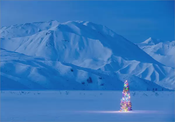 A Christmas Tree Lit Up At Twilight With The Alaska Range Behind It Winter Isabel Pass Along The Richardson Highway Interior Alaska; Anchorage Alaska United States Of America
