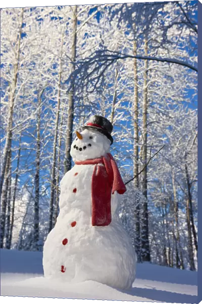 Snowman With Red Scarf And Black Top Hat Standing In Front Of Snow Covered Birch Forest, Winter, Eagle River, Alaska, Usa