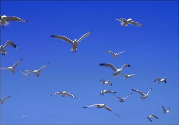 A Group Of Birds