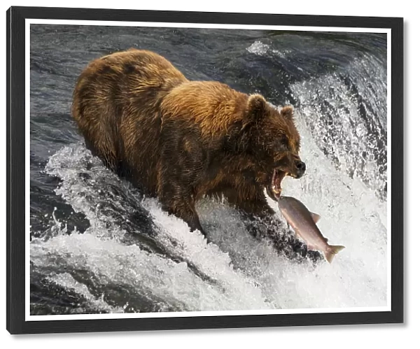 A Brown Bear (ursus arctos) about to catch salmon in mouth