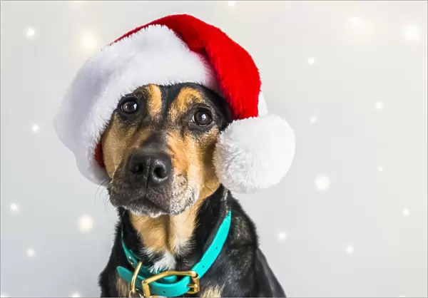 Dog wearing a Santa Claus hat for a Christmas portrait