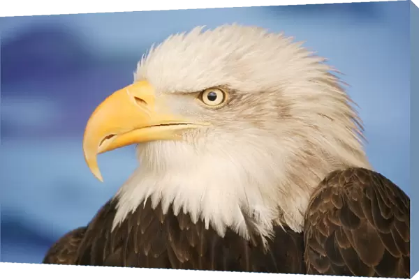 Profile Of A Bald Eagle