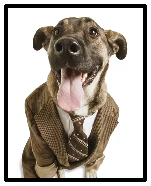Dog wearing necktie and suit