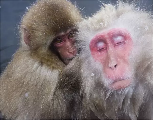 Older Snow Monkey Being Groomed By A Younger Monkey
