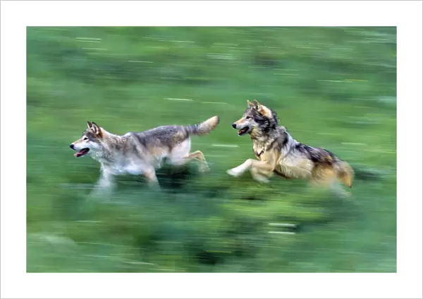 Two Wolves Running Through Meadow