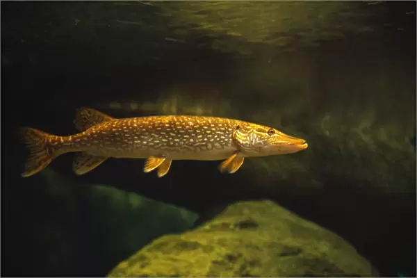 Underwater View Of Northern Pike