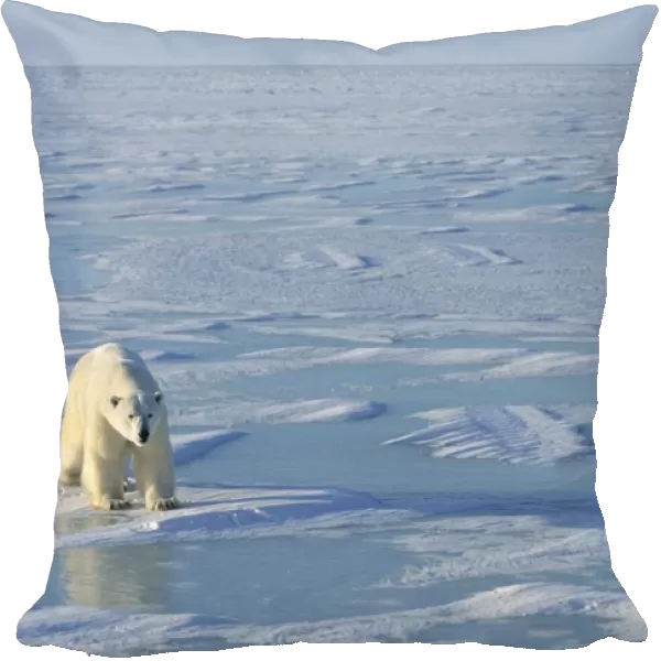 Single Polar Bear