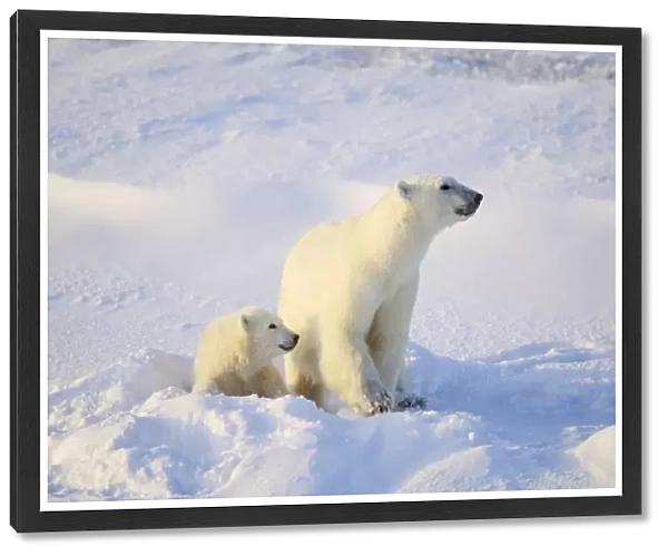 Polar Bear With Cub