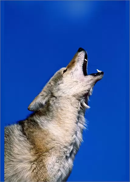 Howling Coyote