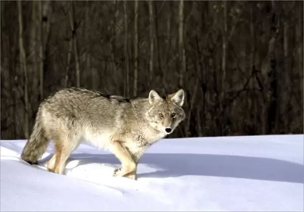 Coyote In Winter