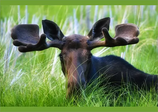 Moose Sitting In A Green Field Of Grass