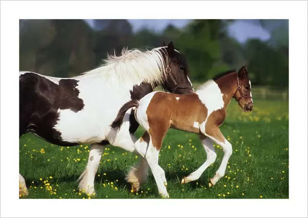 Piebald Mare And Foal